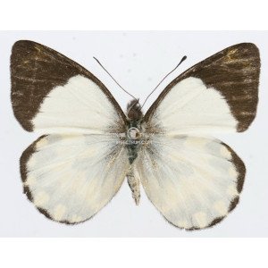 DELIAS AROAE SSP. YABENSIS